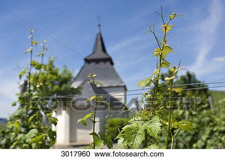 Grapevines in front of Saint Lawrence Chapel, Trittenheim, Rhineland-Palatinate, Germany, focus on foreground View Large Photo Image Stock Image - Grapevines in front of Saint Lawrence Chapel, Trittenheim, Rhineland-Palatinate, Germany, focus on foreground . Fotosearch