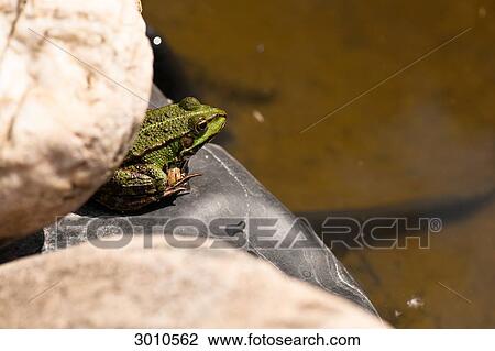 Green toad sitting at the edge of a pond, elevated view View Large Photo Image Stock Image - Green toad sitting at the edge of a pond, elevated view . Fotosearch