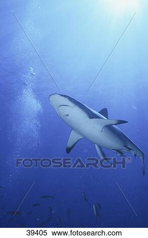Grey Reef shark (Carcharhinus amblyrhynchos) fish swimming underwater, Papua New Guinea View Large Photo Image Stock Photography - Grey Reef shark (Carcharhinus amblyrhynchos) fish swimming underwater, Papua New Guinea . Fotosearch