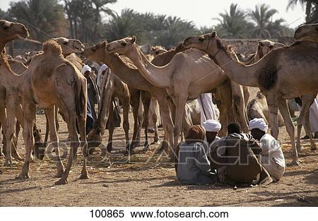 Group of people in camel fair, Darau, Aswan, Egypt View Large Photo Image Stock Photography - Group of people in camel fair, Darau, Aswan, Egypt . Fotosearch