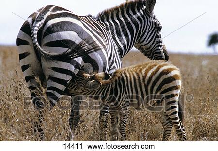 GrŽvy's Zebra (Equus grevyi) nursing its foal in field, Kenya View Large Photo Image Stock Image - GrŽvy's Zebra (Equus grevyi) nursing its foal in field, Kenya . Fotosearch