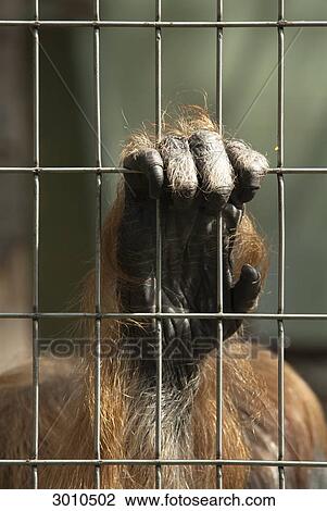 Hand of an ape grabbing through bars, Frankfurt Zoological Garden, Germany View Large Photo Image Stock Image - Hand of an ape grabbing through bars, Frankfurt Zoological Garden, Germany . Fotosearch