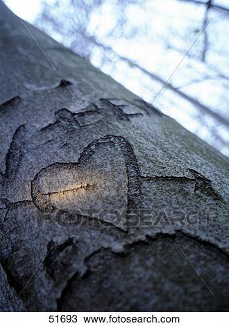 Heart shape carved on tree trunk View Large Photo Image Stock Image - Heart shape carved on tree trunk . Fotosearch