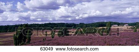 High angle view of forest, Luneburg, Lower Saxony, Germany, Europe View Large Photo Image Stock Photo - High angle view of forest, Luneburg, Lower Saxony, Germany, Europe . Fotosearch