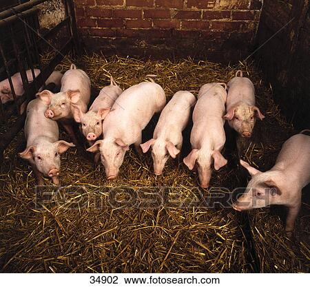 High angle view of herd of pig in pigsty, Germany View Large Photo Image Stock Image - High angle view of herd of pig in pigsty, Germany . Fotosearch