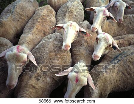 High angle view of herd of sheared sheep View Large Photo Image Stock Photography - High angle view of herd of sheared sheep . Fotosearch
