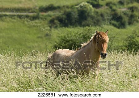 Horse standing in field View Large Photo Image Stock Image - Horse standing in field . Fotosearch