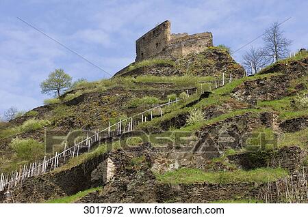 Idly-lying terrace cultivation beneath the ruin of Niederburg Castle, Kobern-Gondorf, Germany View Large Photo Image Stock Image - Idly-lying terrace cultivation beneath the ruin of Niederburg Castle, Kobern-Gondorf, Germany . Fotosearch