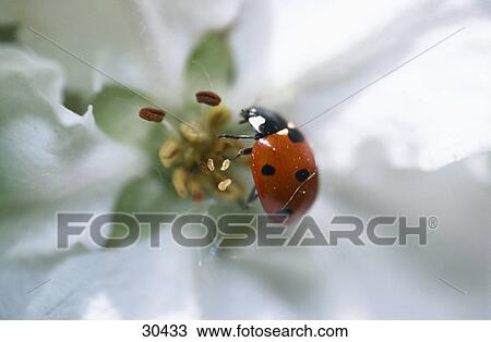 Ladybird pollinating a flower View Large Photo Image Stock Image - Ladybird pollinating a flower . Fotosearch