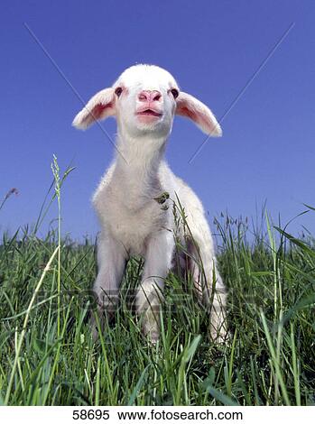 Lamb standing in meadow View Large Photo Image Stock Photography - Lamb standing in meadow . Fotosearch