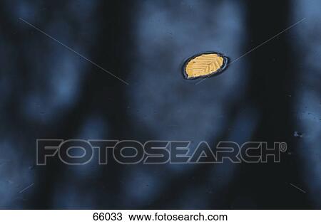 Stock Image - Leaf floating on lake . Fotosearch