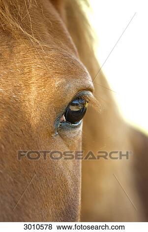 Left eye of a light brown horse, close-up View Large Photo Image Stock Photo - Left eye of a light brown horse, close-up . Fotosearch