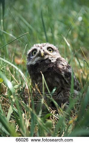 Little Owl (Athene noctua) in grass View Large Photo Image Stock Photograph - Little Owl (Athene noctua) in grass . Fotosearch