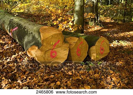 Stock Photograph - Logs in forest . Fotosearch