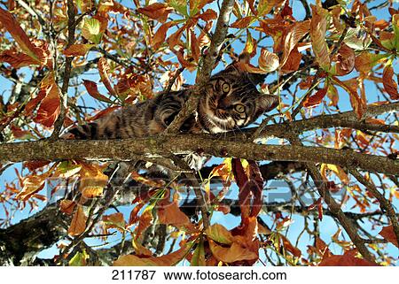 Stock Photo - Low angle view of cat on tree . Fotosearch