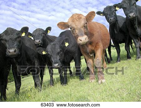 Low angle view of cattle standing in field View Large Photo Image Stock Image - Low angle view of cattle standing in field . Fotosearch