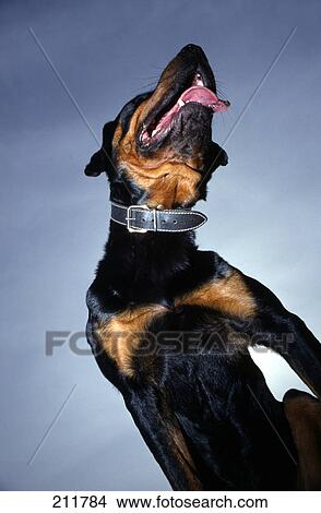 Low angle view of Rottweiler panting View Large Photo Image Picture - Low angle view of Rottweiler panting . Fotosearch