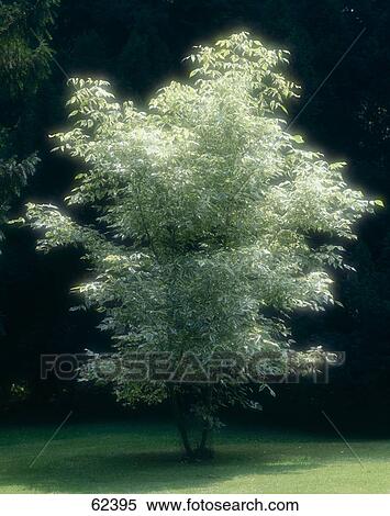 Stock Photography - Maple tree in field . Fotosearch