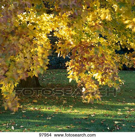 Maple tree in park View Large Photo Image Picture - Maple tree in park . Fotosearch