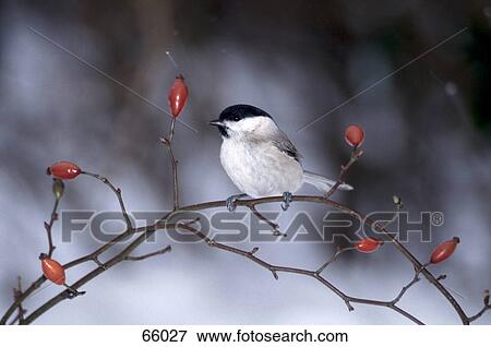 Marsh Tit (Poecile palustris) perching on branch View Large Photo Image Stock Photo - Marsh Tit (Poecile palustris) perching on branch . Fotosearch