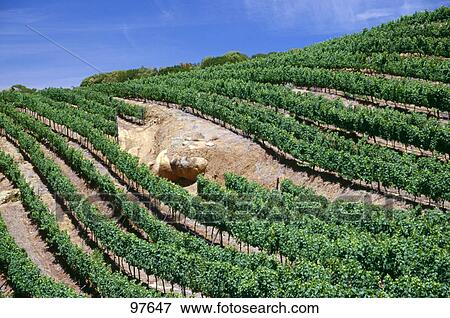 Stock Photo - Olive plants in terraced field . Fotosearch