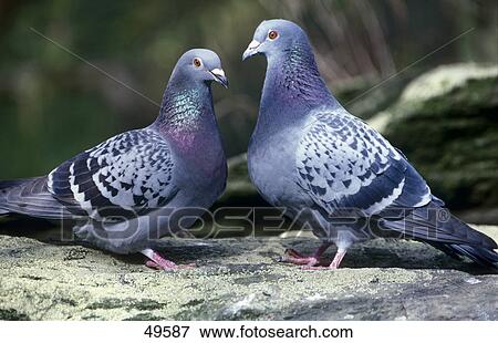 Pair of doves perching on rock, Columba View Large Photo Image Stock Photo - Pair of doves perching on rock, Columba . Fotosearch