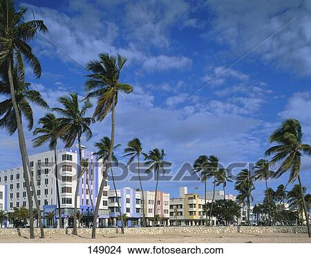 Picture - Palm trees in front of buildings, Miami, Miami-Dade County, Florida, USA . Fotosearch