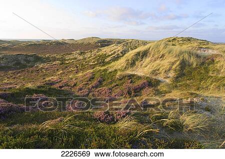 Stock Photo - Panoramic view of grassy landscape, Schleswig-Holstein, Germany . Fotosearch