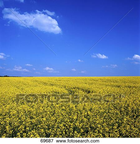 Panoramic view of mustard field, Bavaria, Germany View Large Photo Image Stock Photo - Panoramic view of mustard field, Bavaria, Germany . Fotosearch