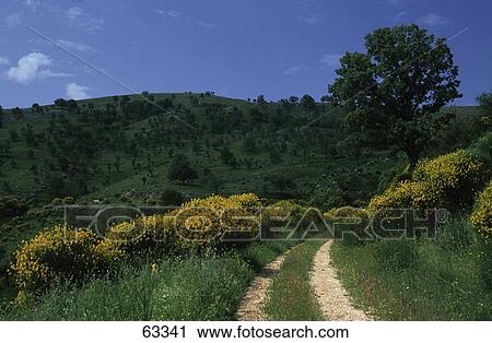 Path running through rural landscape, Mt Pantokrator, Ionian Islands, Greece View Large Photo Image Stock Image - Path running through rural landscape, Mt Pantokrator, Ionian Islands, Greece . Fotosearch