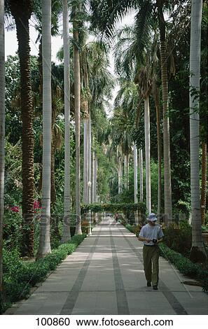 Stock Image - Person walking on path of botanical garden, Aswan, Egypt . Fotosearch