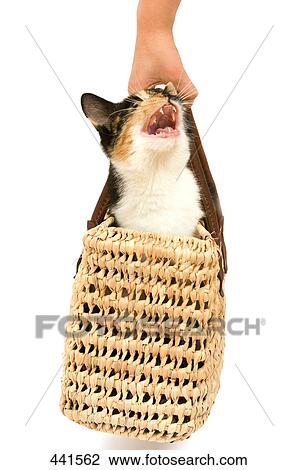 Person's hand carrying Kitten in basket View Large Photo Image Stock Image - Person's hand carrying Kitten in basket . Fotosearch