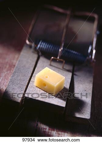 Piece of cheese on mousetrap View Large Photo Image Picture - Piece of cheese on mousetrap . Fotosearch