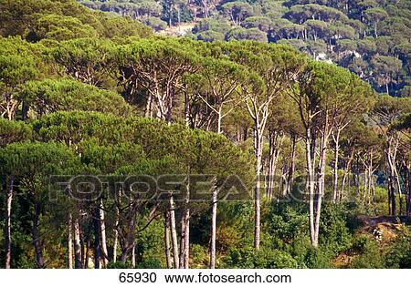 Pine trees on mountain, Mount Lebanon, Lebanon View Large Photo Image Stock Image - Pine trees on mountain, Mount Lebanon, Lebanon . Fotosearch