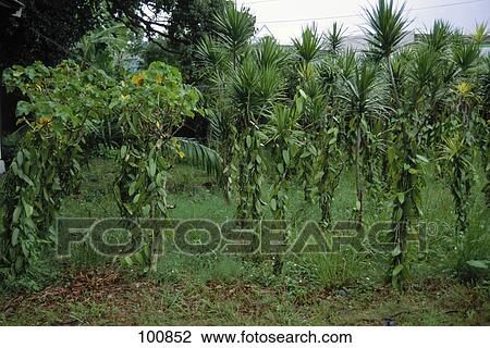 Plantation on grassy landscape, Reunion Island, France View Large Photo Image Stock Image - Plantation on grassy landscape, Reunion Island, France . Fotosearch