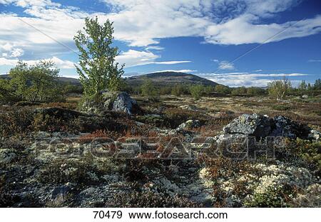 Plants at landscape View Large Photo Image Stock Photo - Plants at landscape . Fotosearch