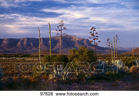Plants in desert with mountain in background View Large Photo Image Stock Photo - Plants in desert with mountain in background . Fotosearch