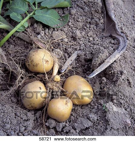 Stock Image - Potatoes with agricultural equipment in field . Fotosearch