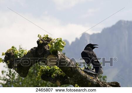 Stock Photo - Raven perching on branch . Fotosearch