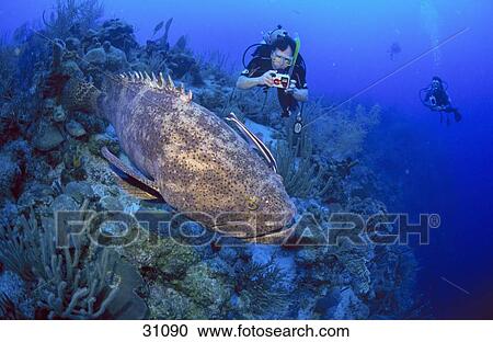 Stock Image - Scuba diver taking photograph of perch fish underwater, Belize . Fotosearch