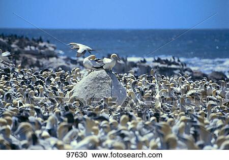 Stock Image - Seagulls at sea shore . Fotosearch