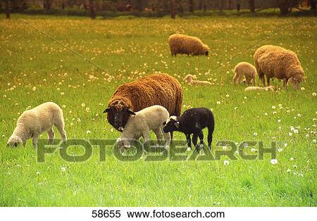 Sheep and lamb in field View Large Photo Image Stock Photography - Sheep and lamb in field . Fotosearch