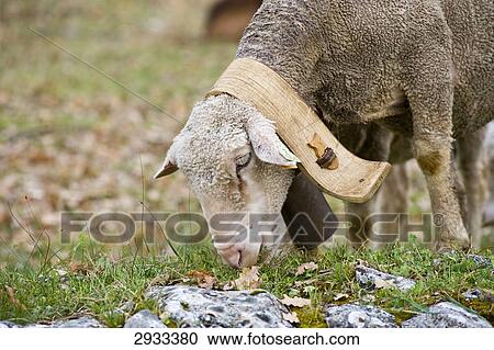 Stock Image - sheep, Provence - Alpes-Cote d Azur, France . Fotosearch