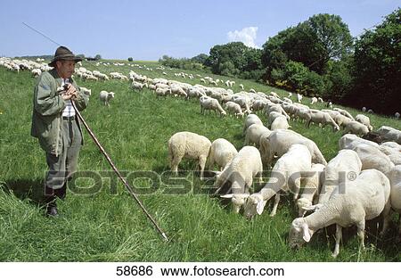 Stock Photograph - Shepherd standing with herd of sheep in field . Fotosearch
