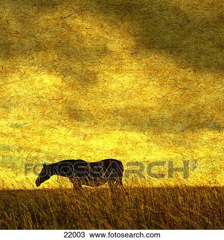 Silhouette of horse standing in field View Large Photo Image Stock Image - Silhouette of horse standing in field . Fotosearch