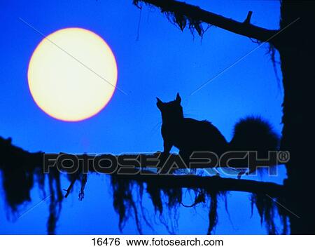 Silhouette of Red Squirrel (Sciurus vulgaris) on branch, Germany View Large Photo Image Stock Photograph - Silhouette of Red Squirrel (Sciurus vulgaris) on branch, Germany . Fotosearch
