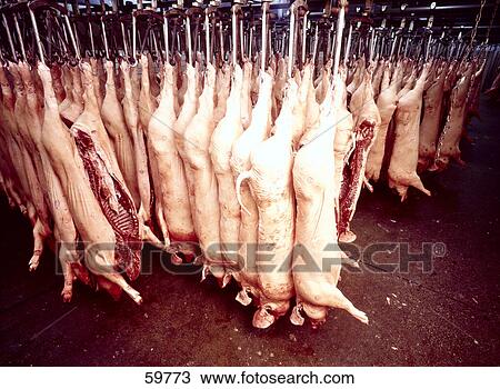 Skinned pigs hanging in slaughterhouse View Large Photo Image Stock Image - Skinned pigs hanging in slaughterhouse . Fotosearch