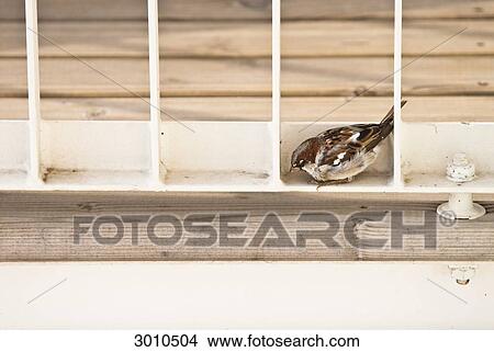 Picture - Sparrow cowering in a niche . Fotosearch