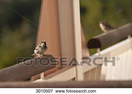 Stock Photo - Sparrow sitting on a railing . Fotosearch