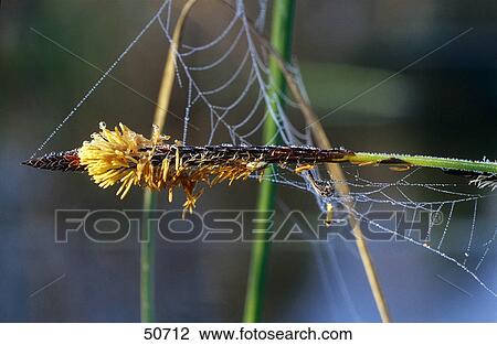 Spiders net on blade of grass View Large Photo Image Stock Image - Spiders net on blade of grass . Fotosearch